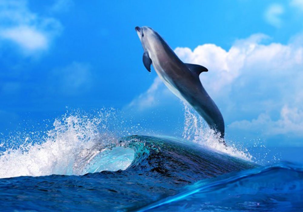 Недорого Журнальні столики і столи Стіл журнальний скляний "Квадратний Dolphin" 40х40 Діана