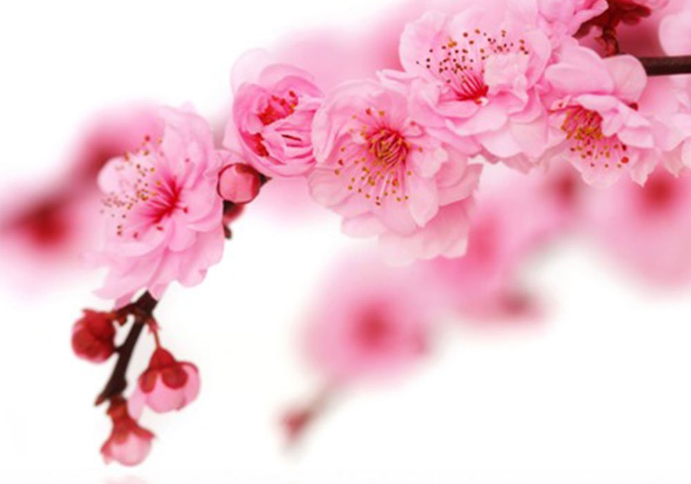  Недорого Столи Стіл журнальний скляний "Прямокутний Sakura" 43х70 Діана